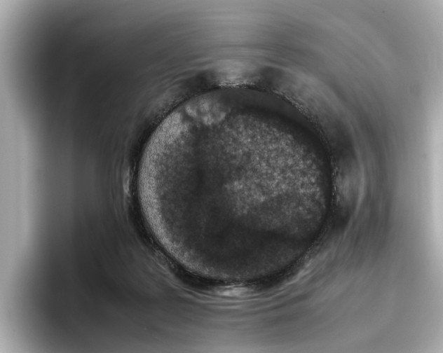 X0000096650219200802261328