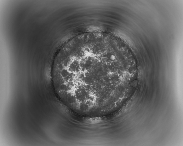 X0000096650353200802261325