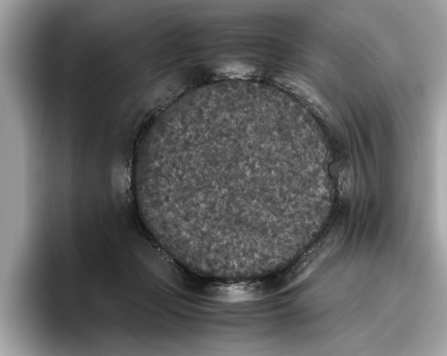 X0000096650365200802261326