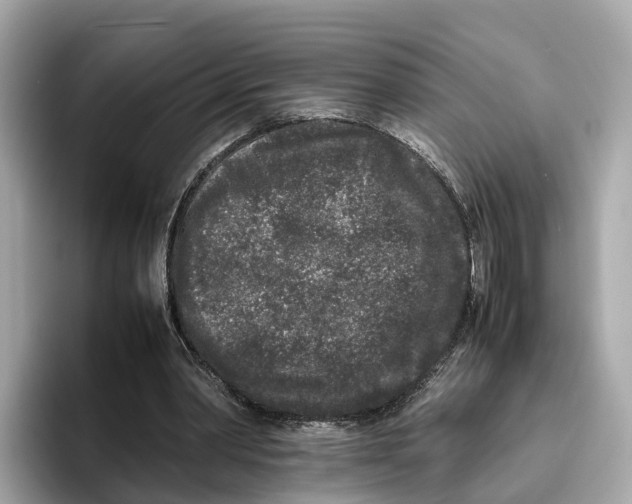 X0000096650390200802261325