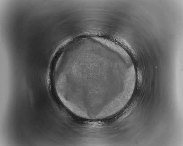 X0000096650396200802261325