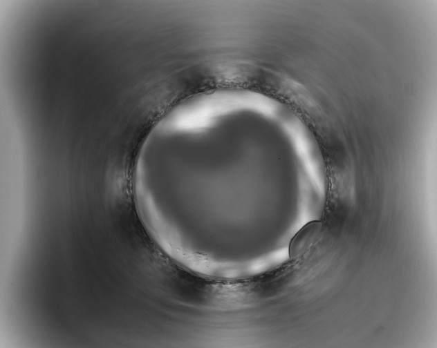 X0000096650419200802261325