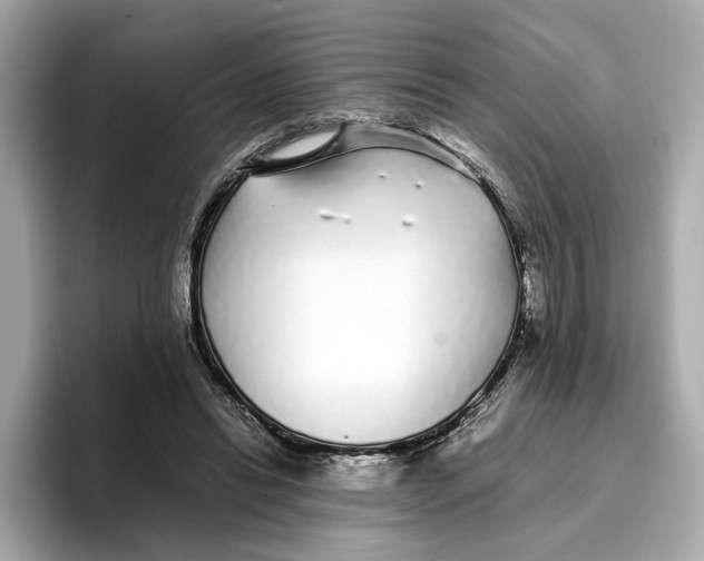 X0000096650446200802261324