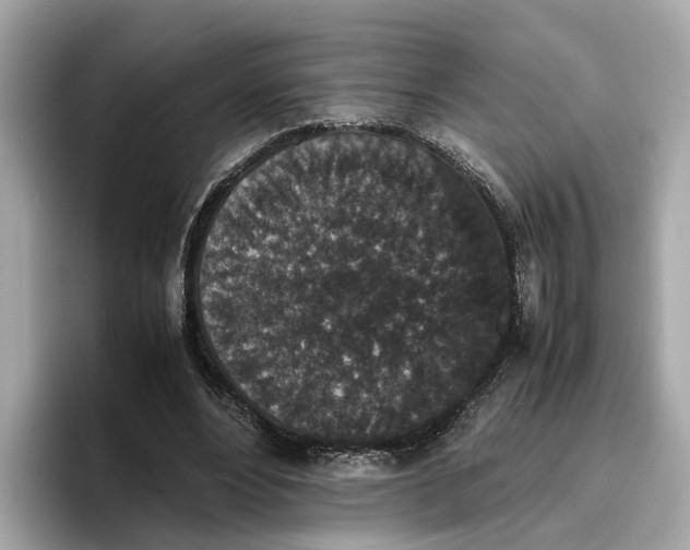 X0000096650488200802261324