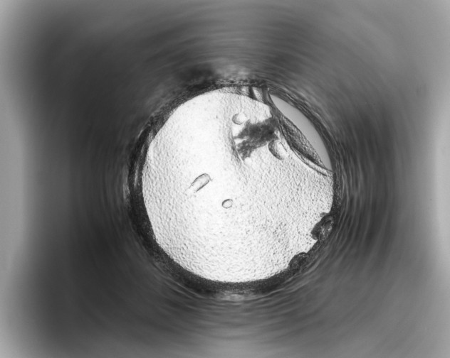 X0000096650508200802261323