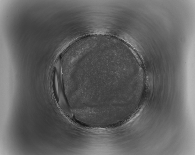 X0000096650577200802261322