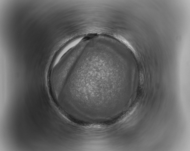 X0000096650581200802261322