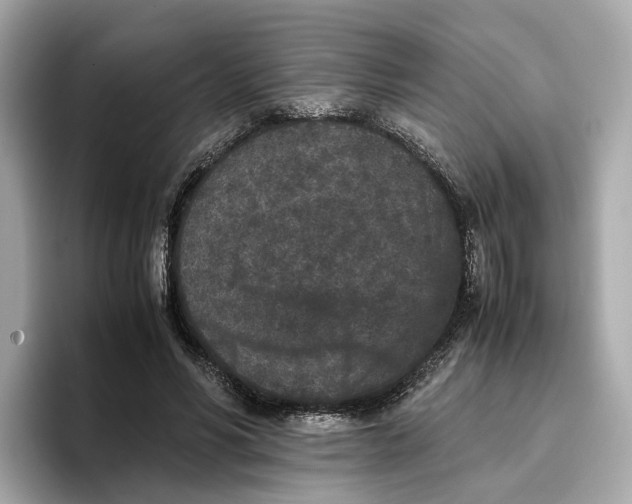 X0000096650590200802261322