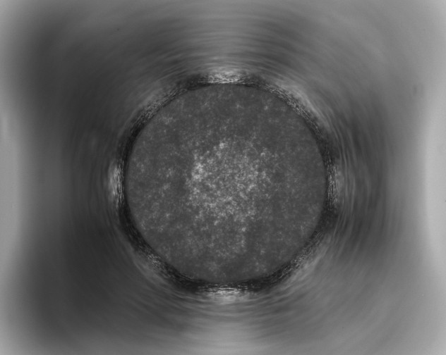 X0000096650598200802261322