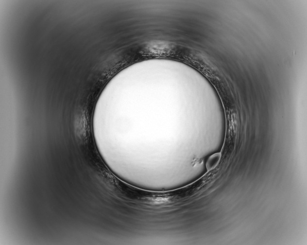 X0000096650651200802261321