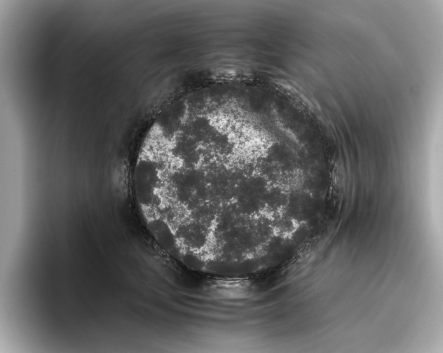 X0000096650659200802261322