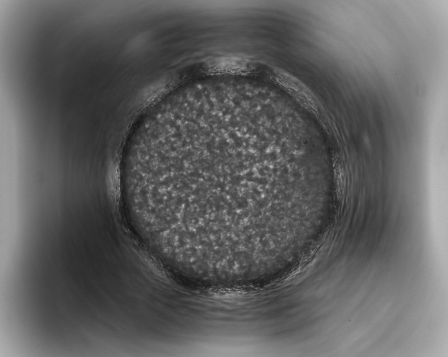 X0000096650729200802261320