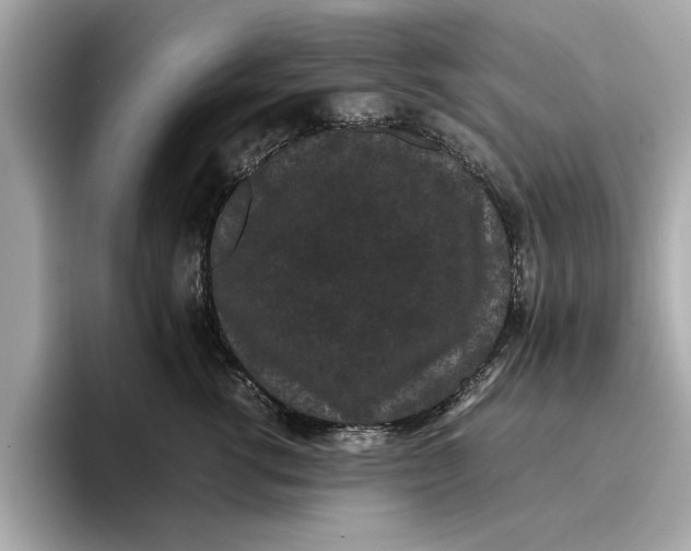 X0000096650762200802261320