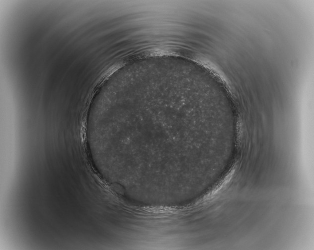 X0000096650785200802261319