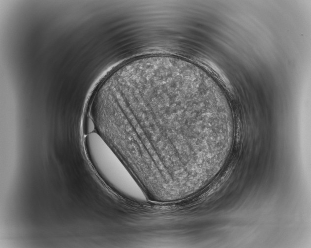 X0000096650796200802261319