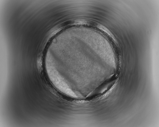 X0000096650826200802261318