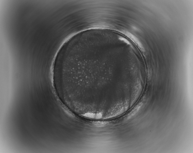 X0000096650854200802261319