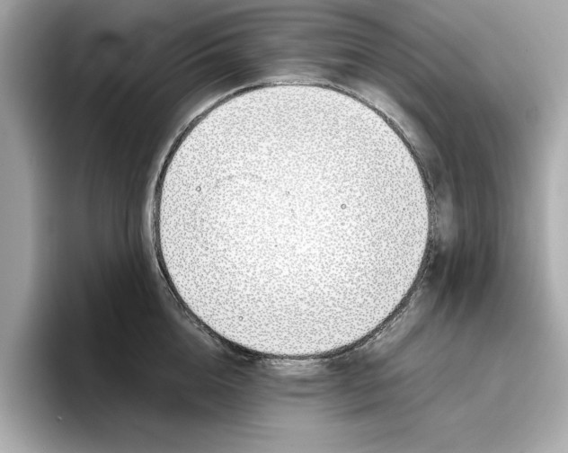 X0000096650856200802261319