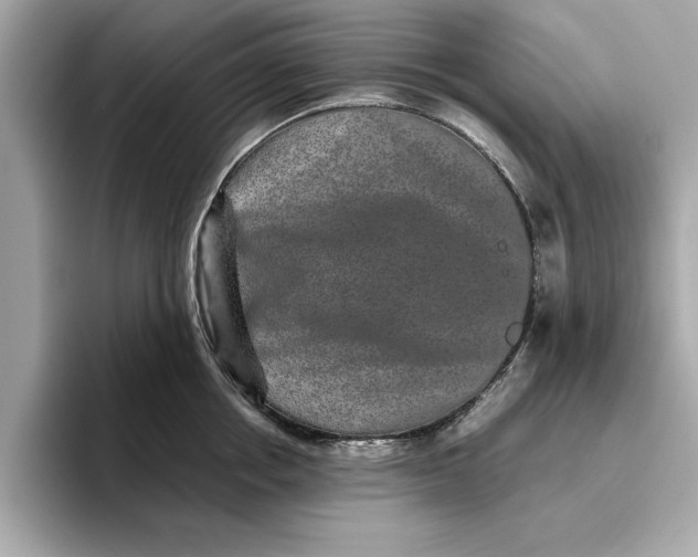 X0000096650858200802261319