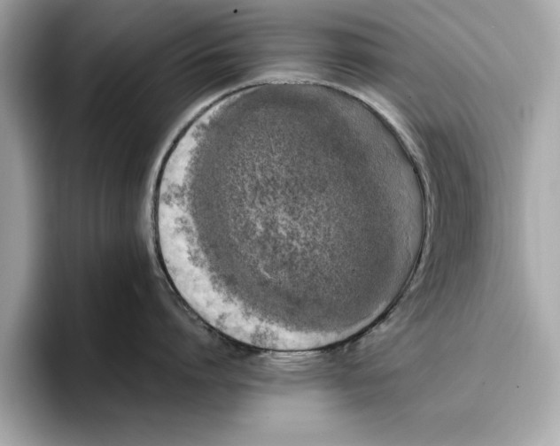 X0000096650864200802261319