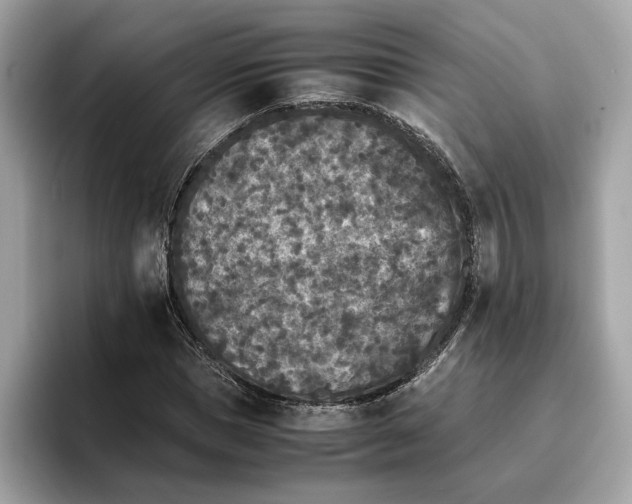 X0000096650921200802261317