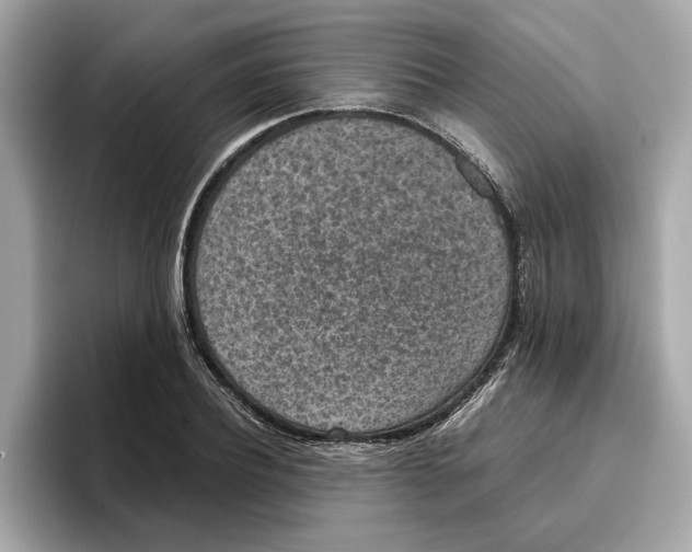 X0000096650932200802261317