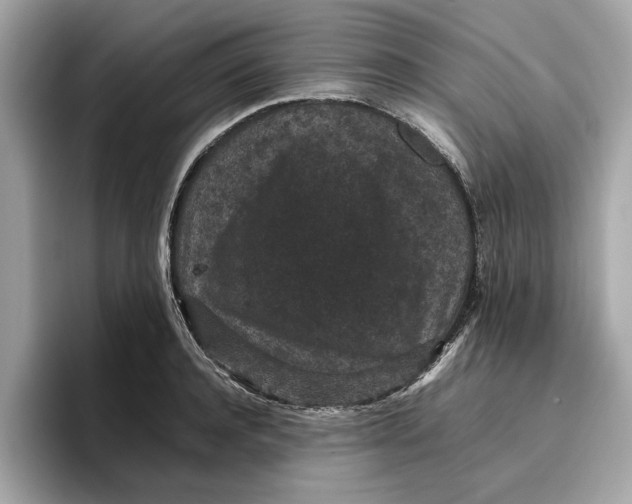 X0000096650944200802261317