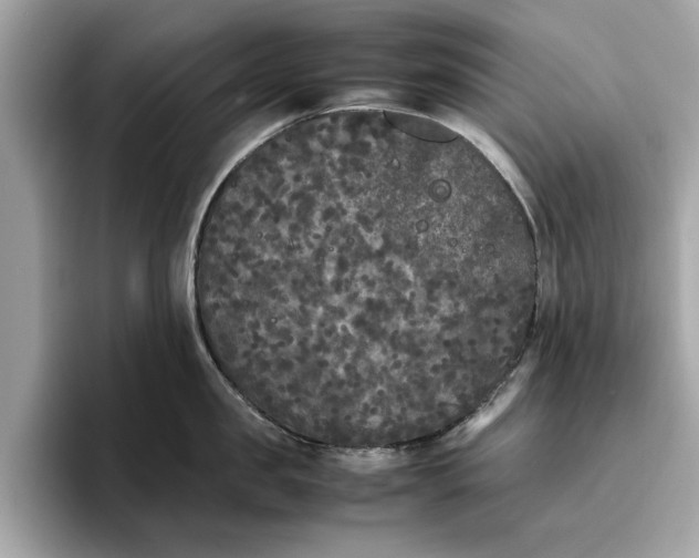 X0000096650957200802261317