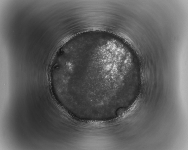 X0000096650977200802261317