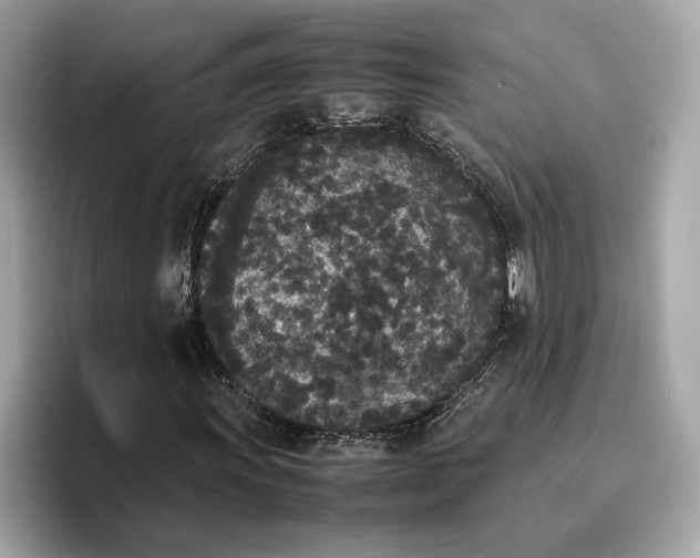 X0000096651011200802261315