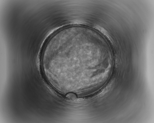 X0000096651024200802261316