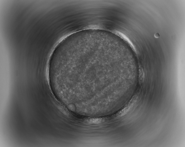 X0000096651035200802261316