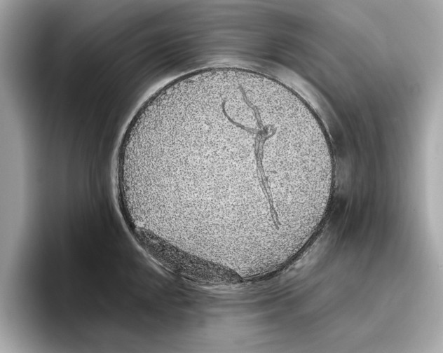 X0000096651048200802261316