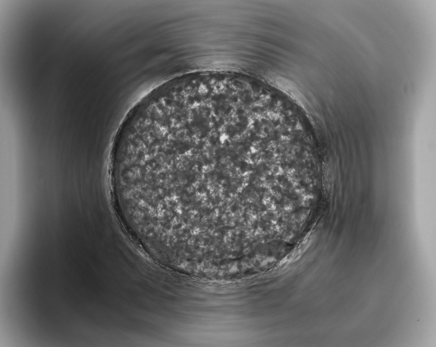 X0000096651071200802261315