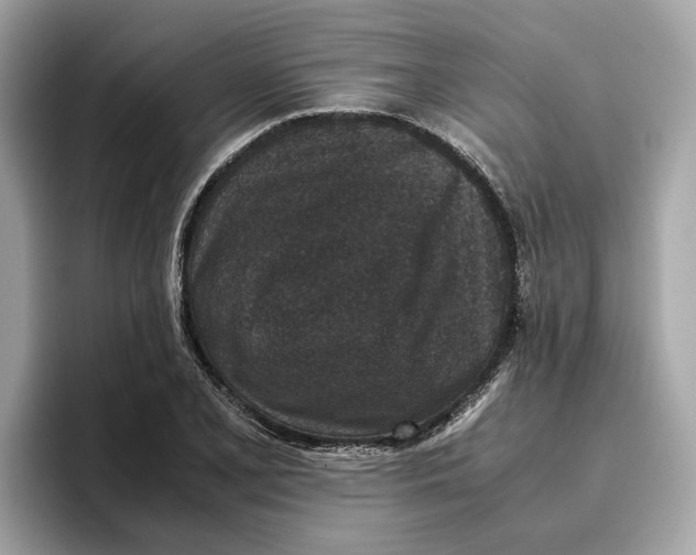 X0000096651077200802261315