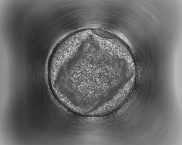 X0000096651088200802261315