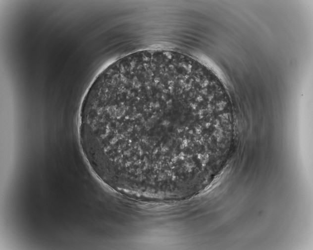 X0000096651095200802261315