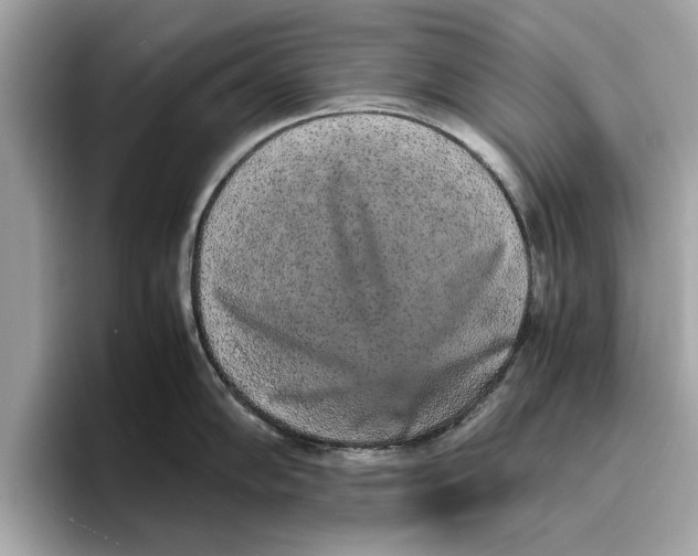 X0000096651102200802261315