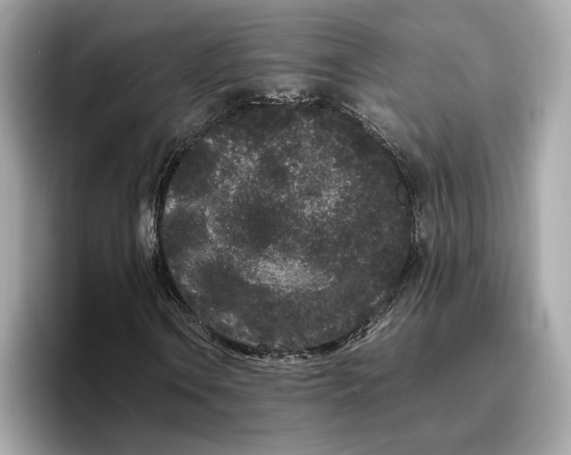 X0000096651106200802261314