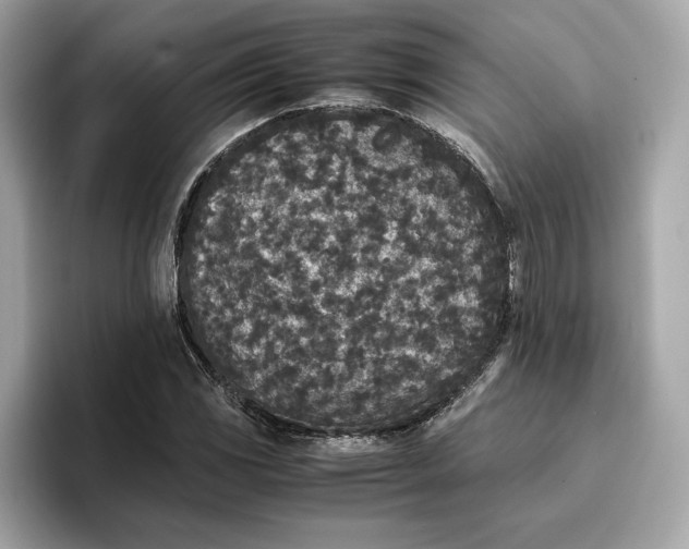 X0000096651117200802261314