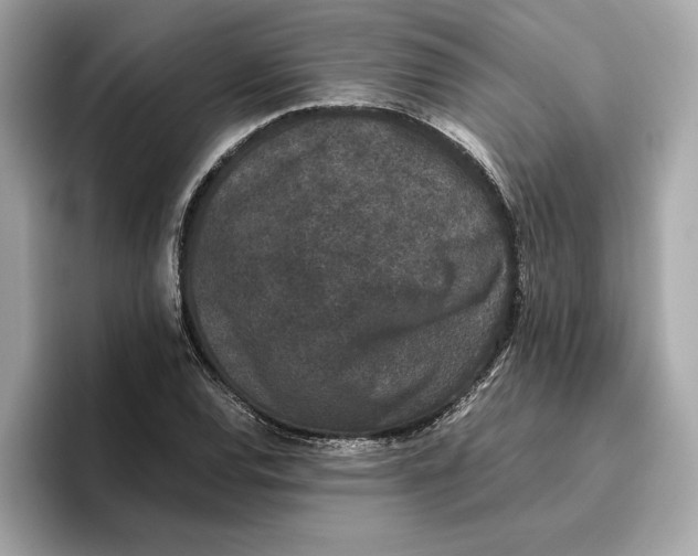 X0000096651120200802261314