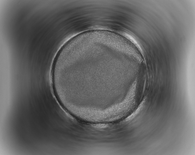 X0000096651141200802261315