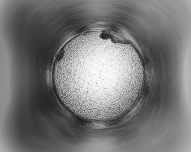 X0000096651194200802261313