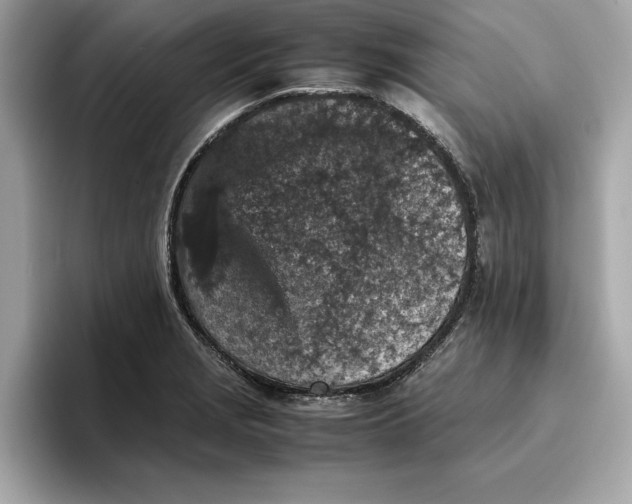 X0000096651229200802261313