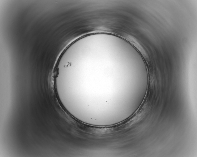 X0000096651292200802261312