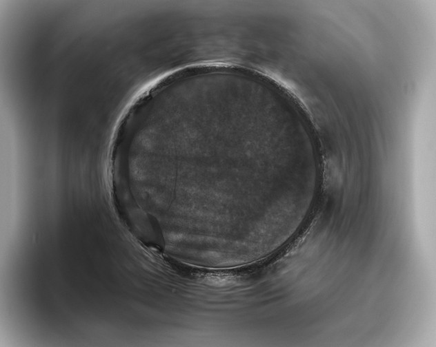 X0000096651319200802261312