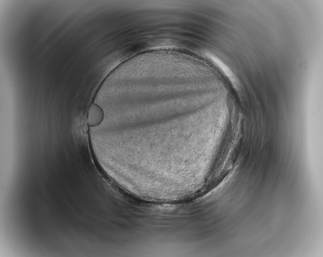 X0000096651329200802261312