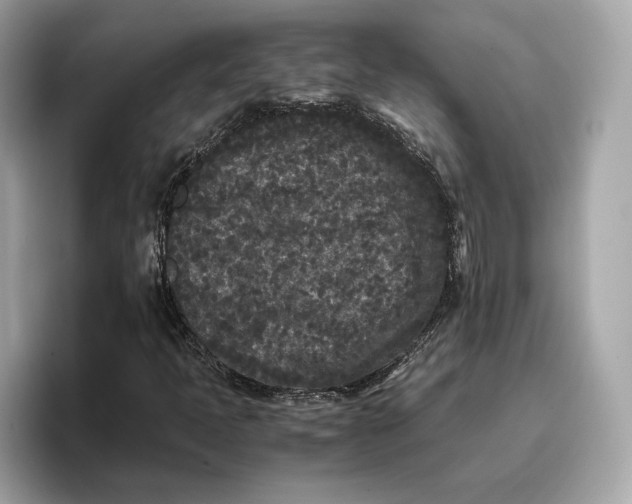 X0000096651397200802261310