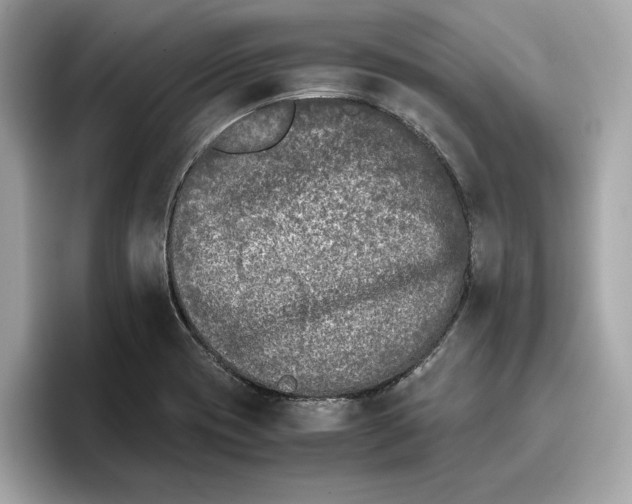 X0000096651417200802261310