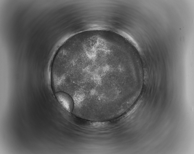 X0000096651419200802261310